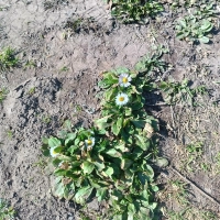 Продаю дачу в дер Бабенки