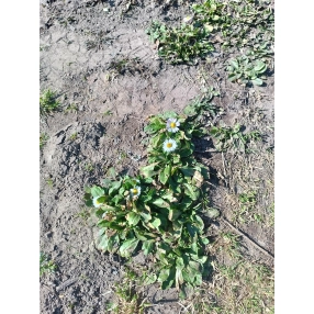 Продаю дачу в дер Бабенки